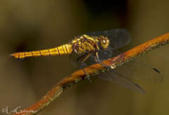 Orthetrum testaceum