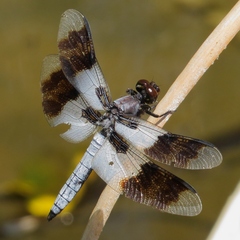 Plathemis subornata