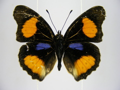 Junonia westermanni westermanni