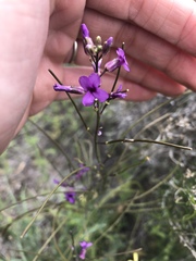 Boechera divaricarpa