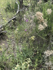 Boechera divaricarpa