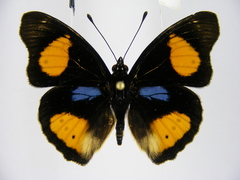 Junonia westermanni westermanni