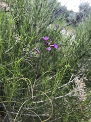 Boechera divaricarpa