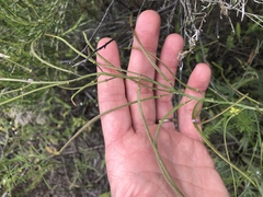 Boechera divaricarpa