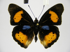 Junonia westermanni westermanni