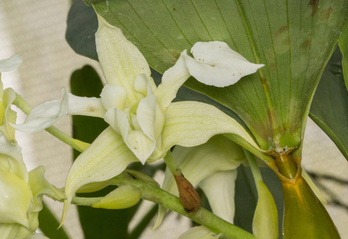 Dendrobium forbesii