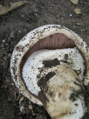 Agaricus bitorquis