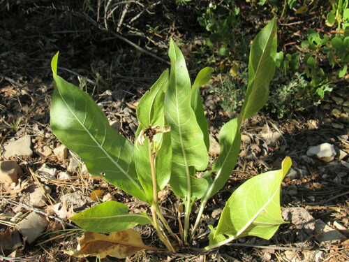 Image of Wyethia arizonica by (c) Anders Hastings, some rights reserved (CC BY)