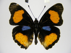 Junonia westermanni westermanni