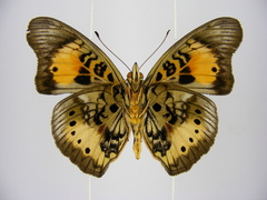 Junonia westermanni westermanni