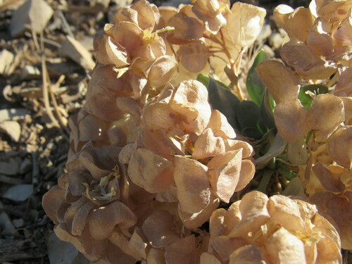 Image of Physaria newberryi by (c) Anders Hastings, some rights reserved (CC BY)