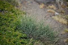 Reseda complicata