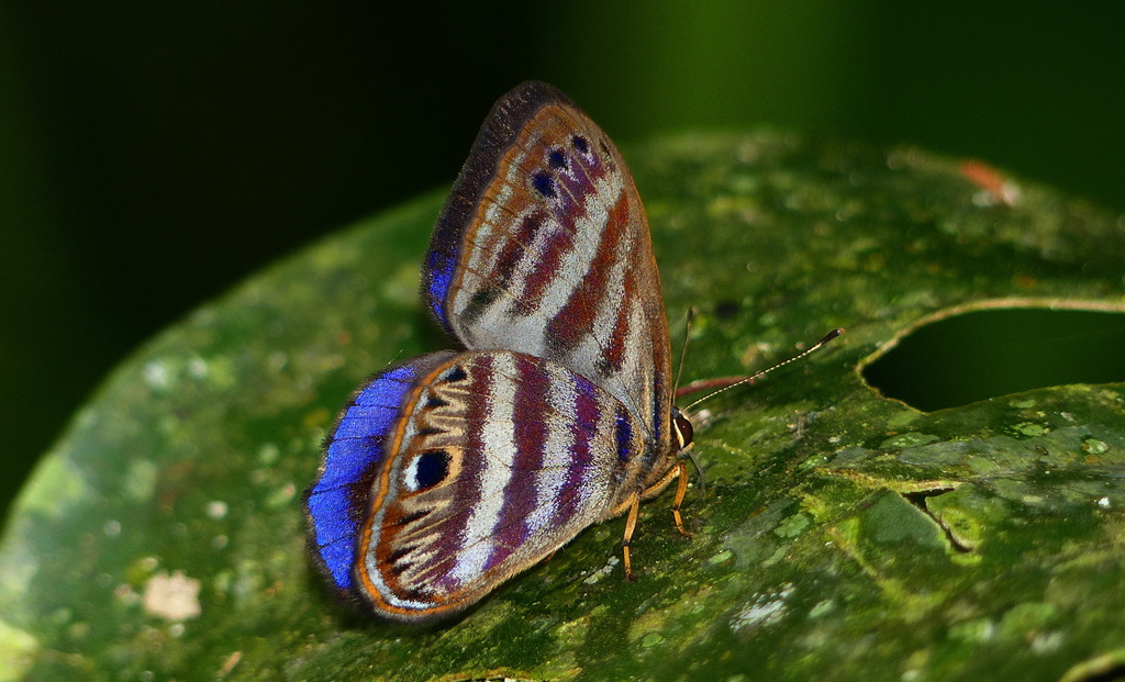 Euselasia eutychus
