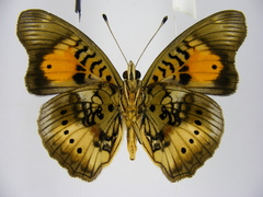 Junonia westermanni westermanni