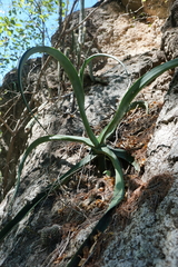 Agave vilmoriniana
