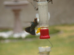 Trochilidae