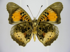 Junonia westermanni westermanni