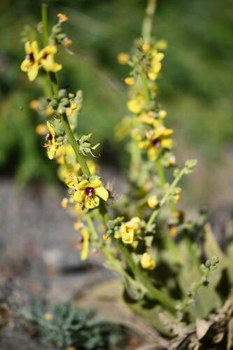 Verbascum nevadense, photograph 1