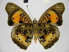 Junonia westermanni westermanni