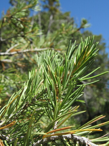 Colorado pinyon (Pinus edulis)