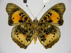 Junonia westermanni westermanni