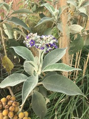 Solanum mauritianum