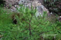 Pinus patula