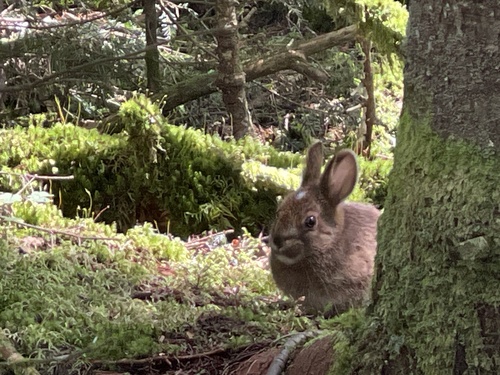 Snowshoe Hare photographed in New Hampshire