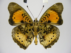 Junonia westermanni westermanni