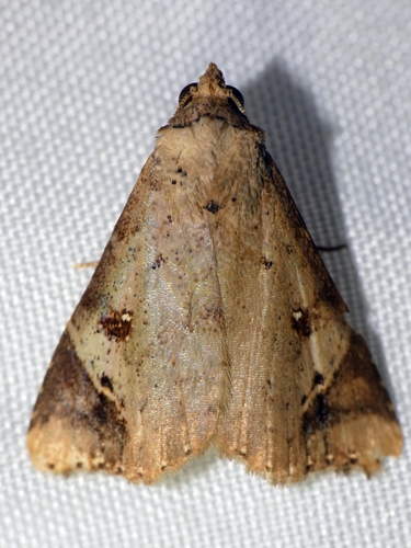 Conosema