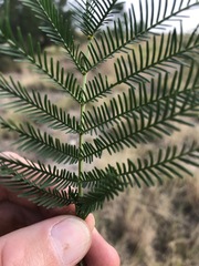 Acacia decurrens