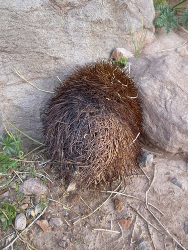 Eriosyce eriosyzoides