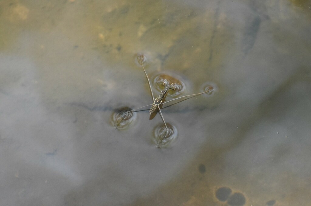 Aquarius nebularis