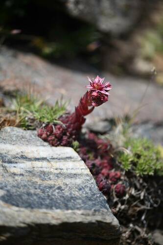 Sempervivum minutum, photograph 3