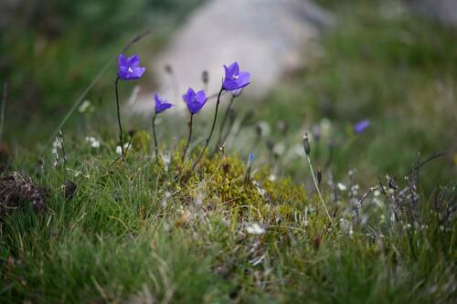 Campanula herminii, photograph 4