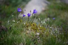 Campanula herminii, photograph (c) Flavien Saboureau, some rights reserved (CC BY)