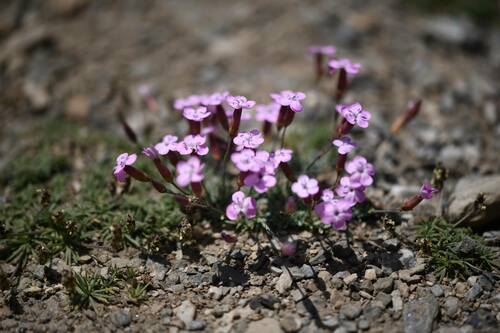 Dianthus pungens, photograph 3