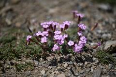 Dianthus pungens, photograph Flavien Saboureau, CC BY, iNaturalist via GBIF