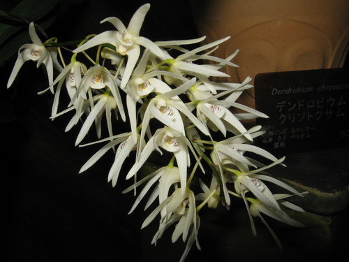 Dendrobium jonesii Rendle