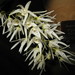 Dendrobium jonesii - Photo (c) KENPEI，保留部份權利CC BY-SA