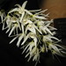 Dendrobium jonesii - Photo (c) KENPEI, algunos derechos reservados (CC BY-SA)