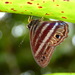 Euselasia orfita - Photo (c) Andrew Neild, μερικά δικαιώματα διατηρούνται (CC BY-NC-ND)