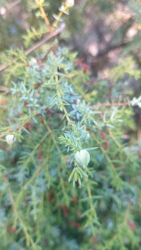 Image of Juniperus navicularis by (c) Elizabete Marchante, some rights reserved (CC BY)