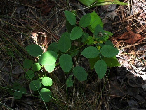 Image of Desmodium marilandicum by (c) geosesarma, some rights reserved (CC BY)