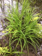 Carex gynandra
