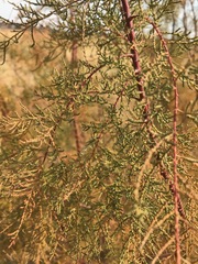 Tamarix ramosissima