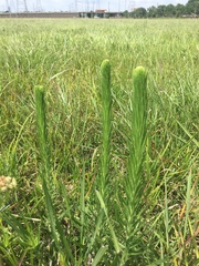 Liatris pycnostachya
