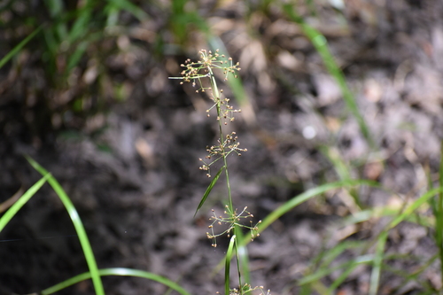 Image of Rhynchospora miliacea by (c) Ryan Watson, some rights reserved (CC BY)