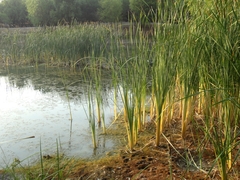 Typha domingensis