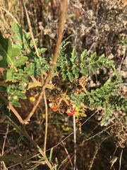 Solanum sisymbriifolium
